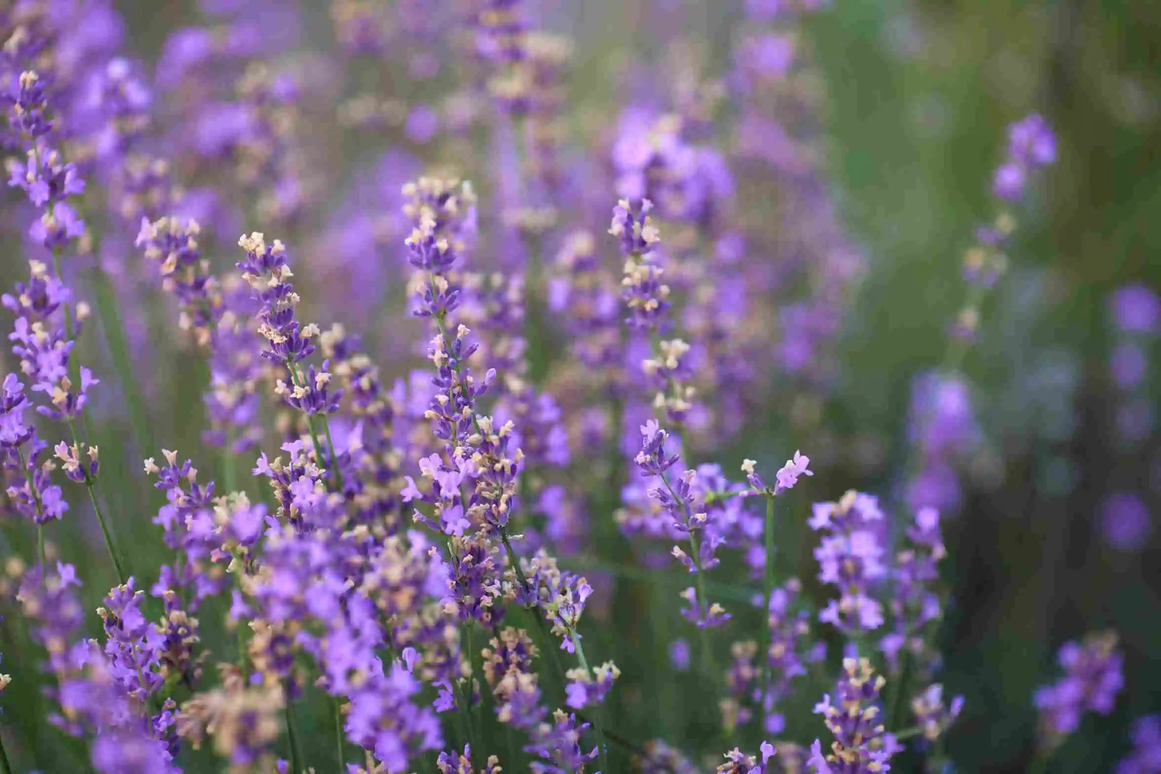 purple_patches_blooming_lavender_field