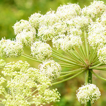 Angelica Essential Oil