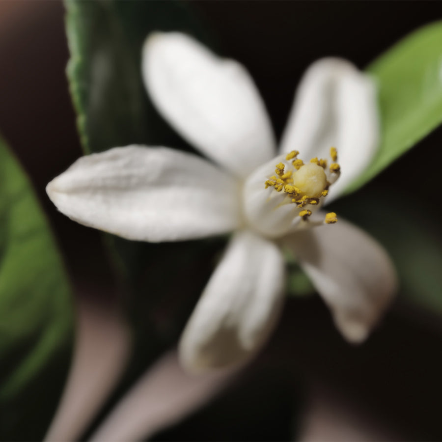 Néroli Yuzu Home Fragrance Diffuser 240ml