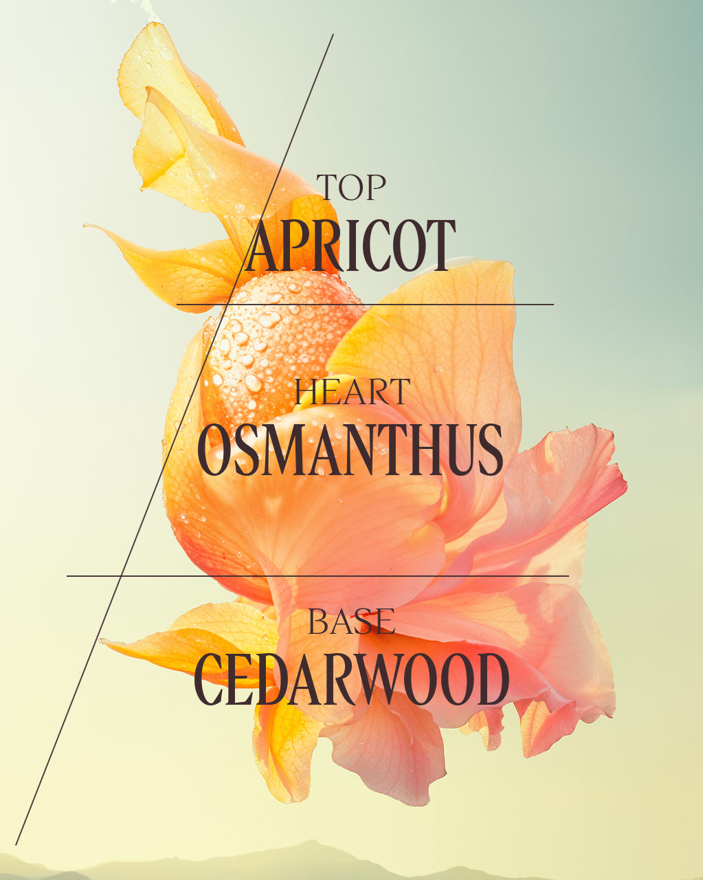 Osmanthus Abricot Eau De Toilette 50ml