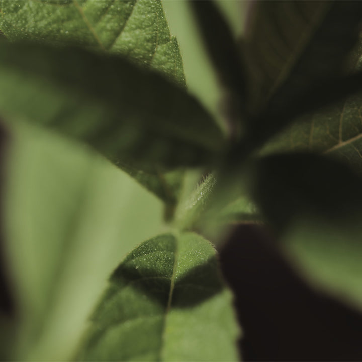 Verveine Santal Home Fragrance Diffuser 240ml