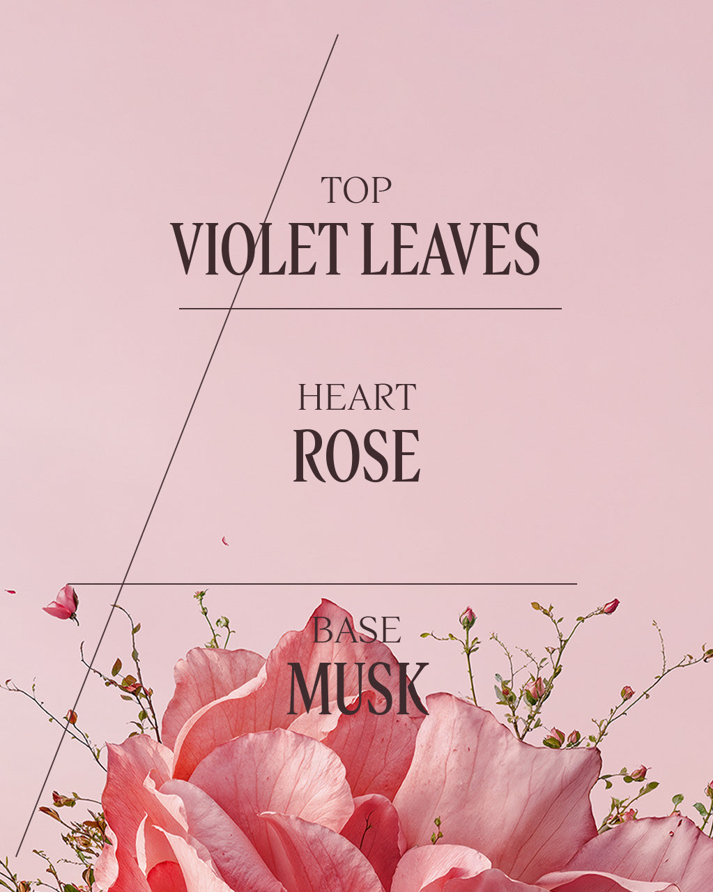 Rose Eau De Toilette 50ml