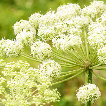 Angelica Essential Oil