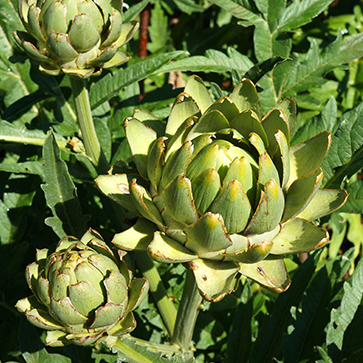 ARTICHOKE LEAF EXTRACT