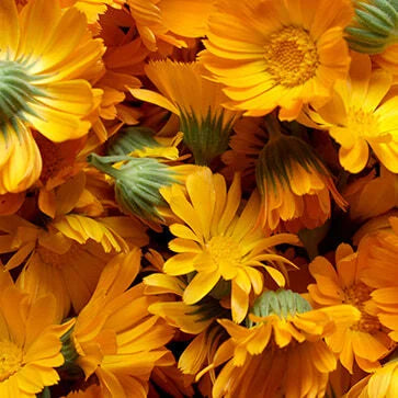 CALENDULA FLOWER EXTRACT