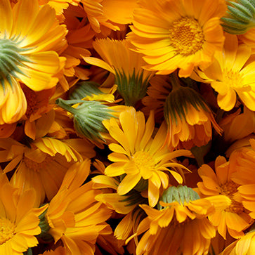 Calendula Flower Extract