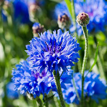Cornflower Flower Water
