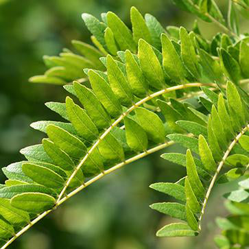 Botanical Extract Tensor