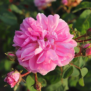 Floral Water of Rose Centifolia