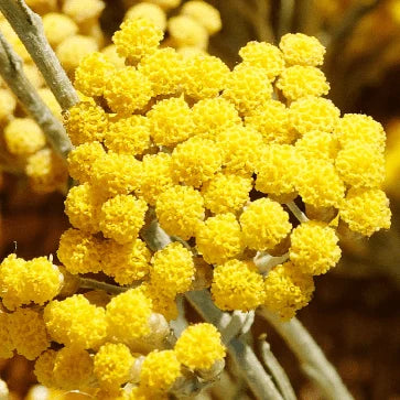 IMMORTELLE ESSENTIAL OIL