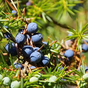 Juniper Essential Oil