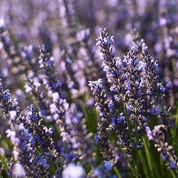 Lavender Essential Oil