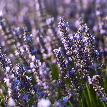 LAVENDER ESSENTIAL OIL HAIRCARE