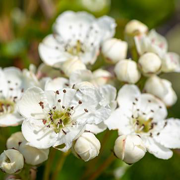 May Blossom Extract