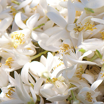 Orange Blossom Essence