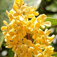 Osmanthus extract