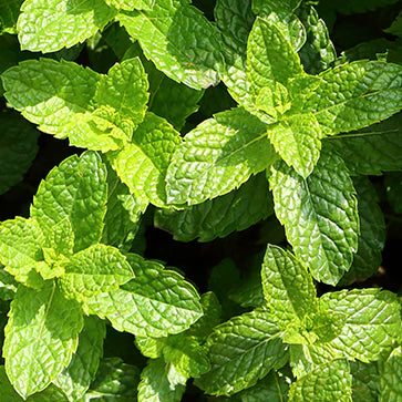 Peppermint Essential Oil