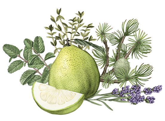 Purifying Freshness Shampoo 75ml