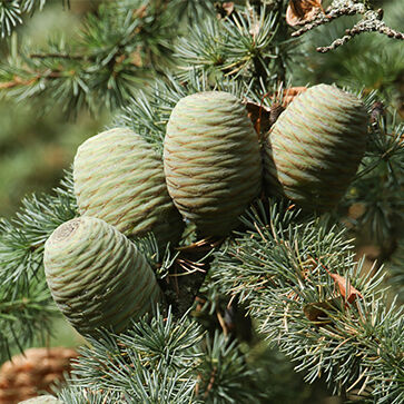Scots Pine & Peppermint Essential Oil