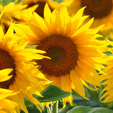 Sunflower Extract with Vegetable Ceramides