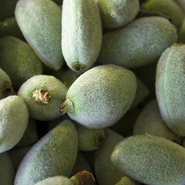 Sweet Almond Oil