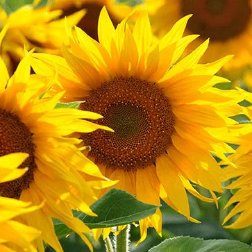 Sunflower Extract with Vegetable Ceramides