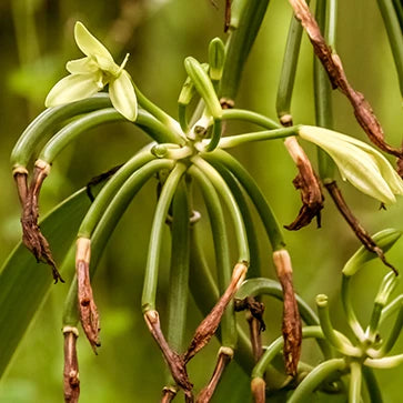 Vanilla Aromatic Extract