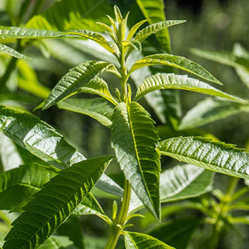 Verbena Leaf Extract