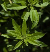 Verbena Leaf Extract
