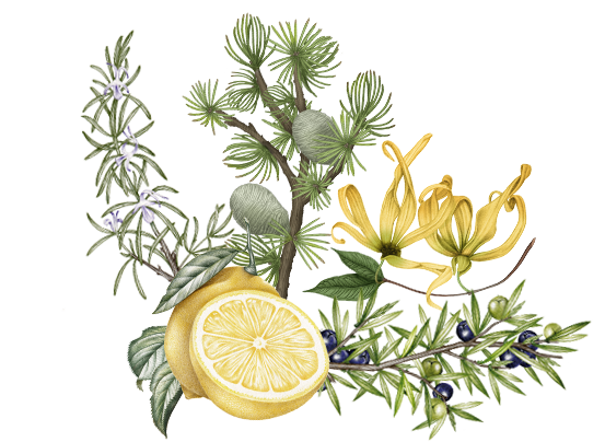 Anti-Hair Loss Treatment 50ml