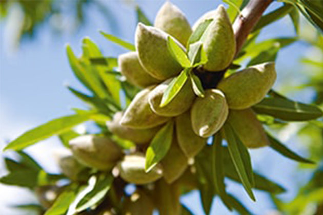 almond_flowers