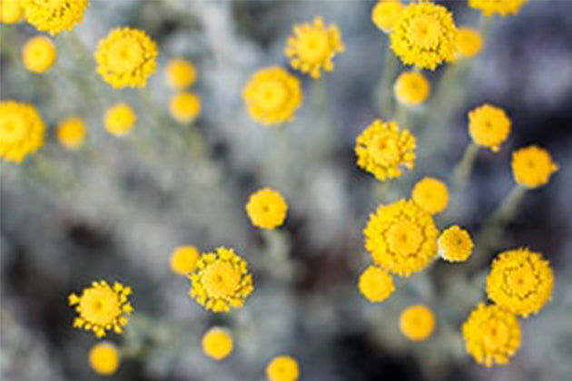 immortelle flowers