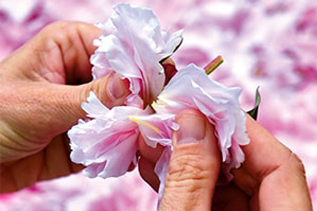 peony_flowers